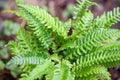 Deer fern Struthiopteris spicant, green leaves Royalty Free Stock Photo